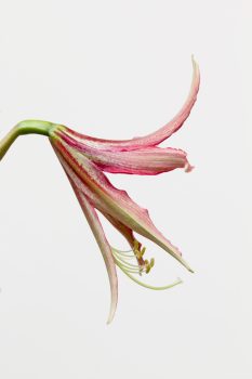 Amaryllis ‘Ruby Meyer’