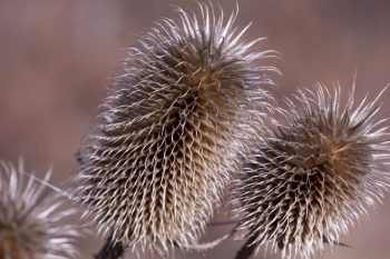 Teasel (Dipsacus sp.)