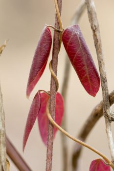 Red Honeysuckle Leaves