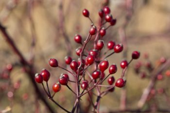 Rose Hips