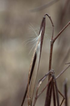 Butterfly Weed