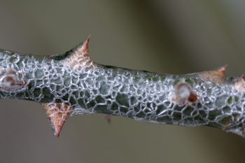 Icy Rose Stem