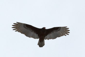 Turkey Vulture (Cathartes aura)