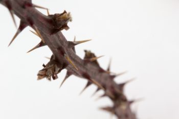 Rubus Thorns