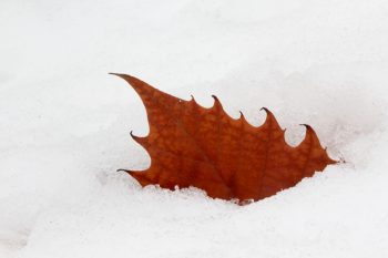 Leaf In Snow