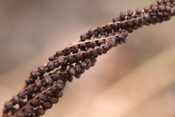 Are You Frond Of Ferns?