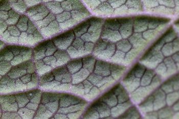 Gill-Over-the-Ground Leaf