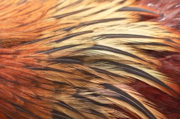 Rooster Feathers