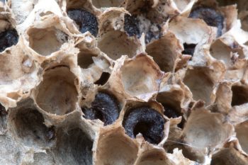 Paper Wasp Nest