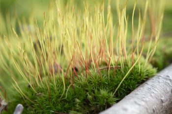 Moss Sporophytes