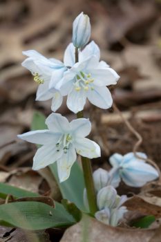 The First Scilla