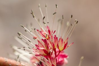 Maple Flowers