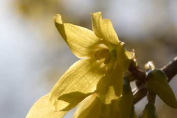 Forsythia