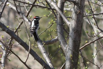 Downy Woodpecker