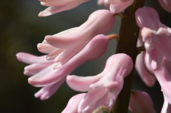 Pink Hyacinth