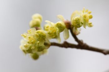 Tree Flowers