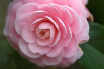 Camellia japonica ‘Pink Perfection’