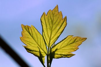 Glowing Leaves