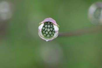 Dogwood Buds