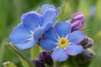 Forget-Me-Nots