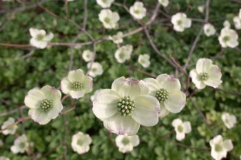 Dogwood Blossoms