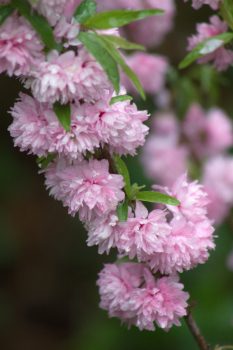 Flowering Almond