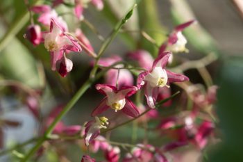 Epimedium x rubrum