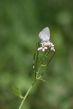 Eastern Tailed Blue