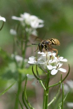 Yellow Jacket