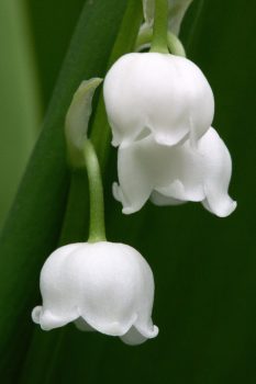 Lily of the Valley