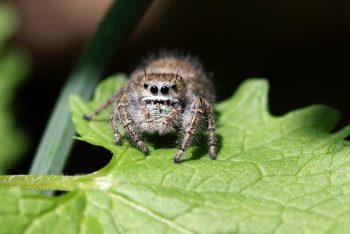 Jumping Spider