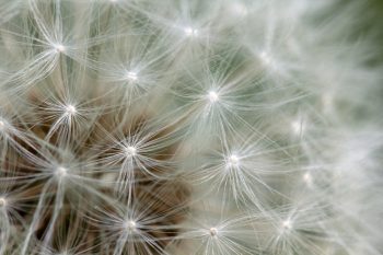 Dandelion Seed Head