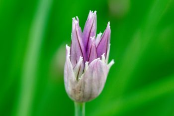 Chive Buds