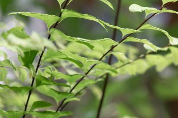 Maidenhair Fern