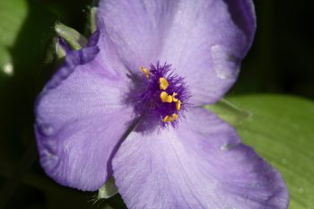 Spiderwort