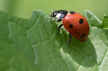 Lady Beetle