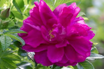 Rose ‘Roseraie De l’Hay’