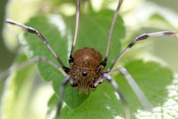 Harvestman