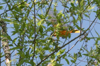 Baltimore Oriole