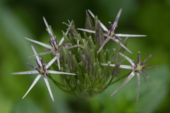 Allium christophii