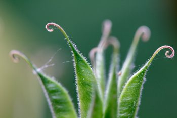 Columbine Seedpod