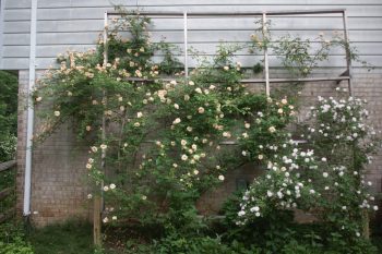 Rose Trellis