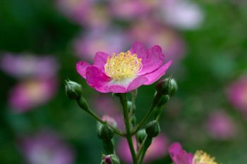A Pink Multiflora Rose