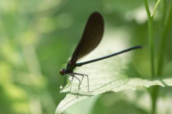 Male Ebony Jewelwing