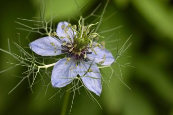 Love-In-a-Mist