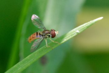 Tiny Fly