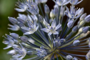 Allium caeruleum