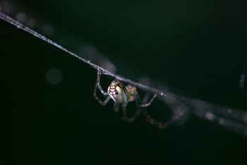 Garden Spider