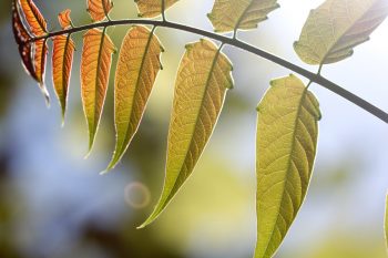Ailanthus Leaf