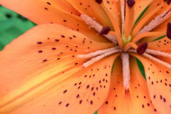 Asiatic Lily